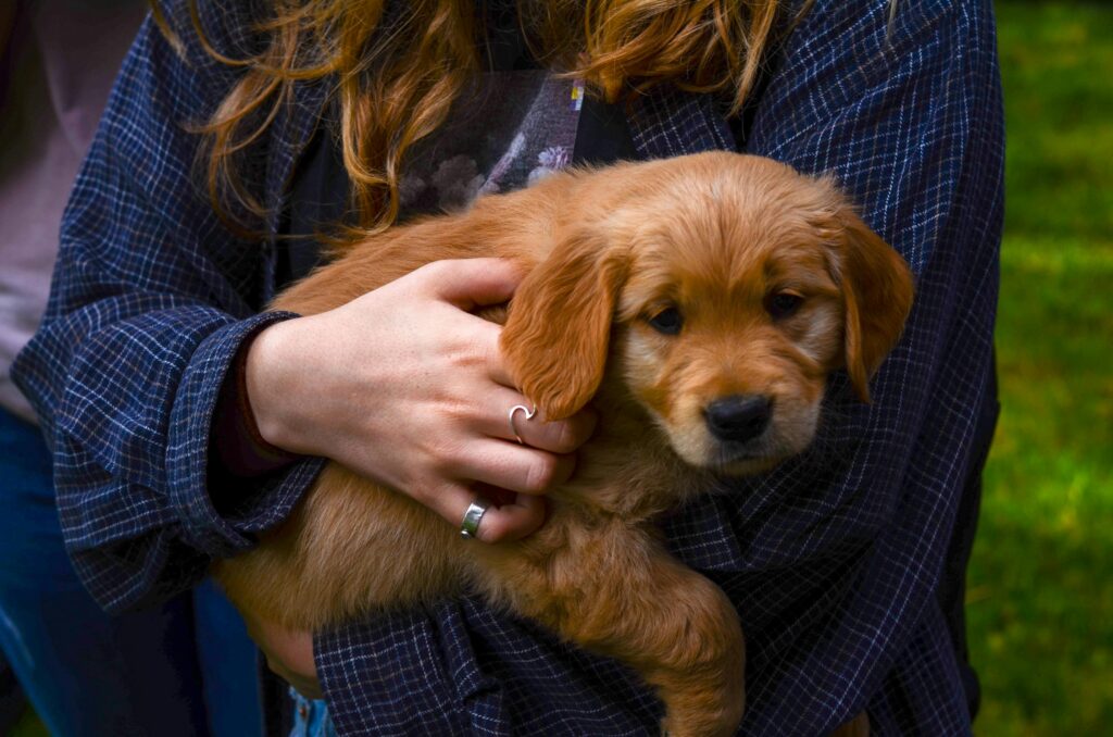 Bringing a Pup or Dog Home: A Guide for First-Time Pet Owners