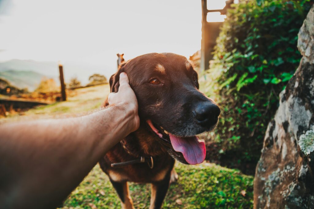 Bringing a Pup or Dog Home: A Guide for First-Time Pet Owners