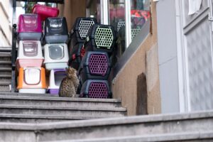 A variety of litter box types