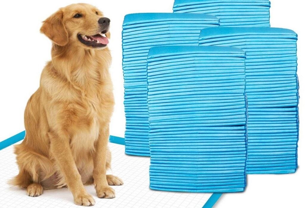 Indoor Potty Training for Dogs